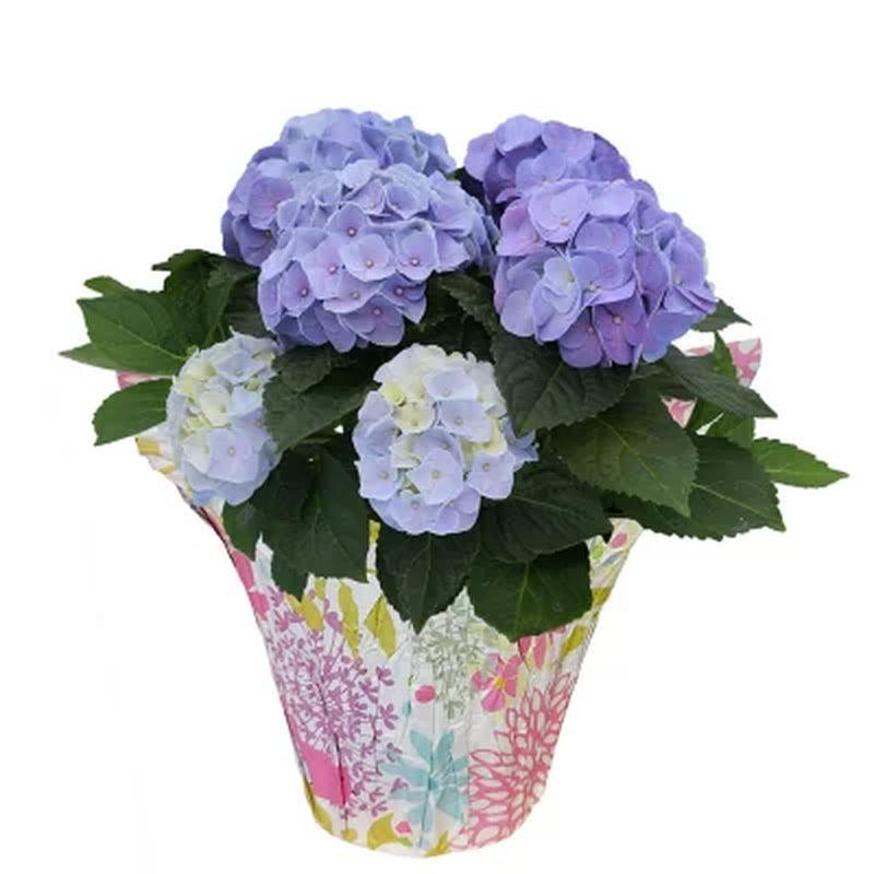 6.5" Planter with Blue Hydrangea