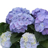 6.5" Planter with Blue Hydrangea