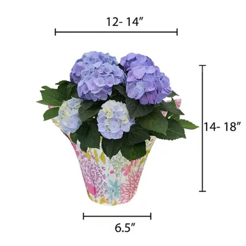 6.5" Planter with Blue Hydrangea