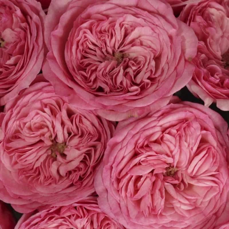 Member'S Mark 40Cm Garden Roses, 36 Stems (Choose Color Variety)
