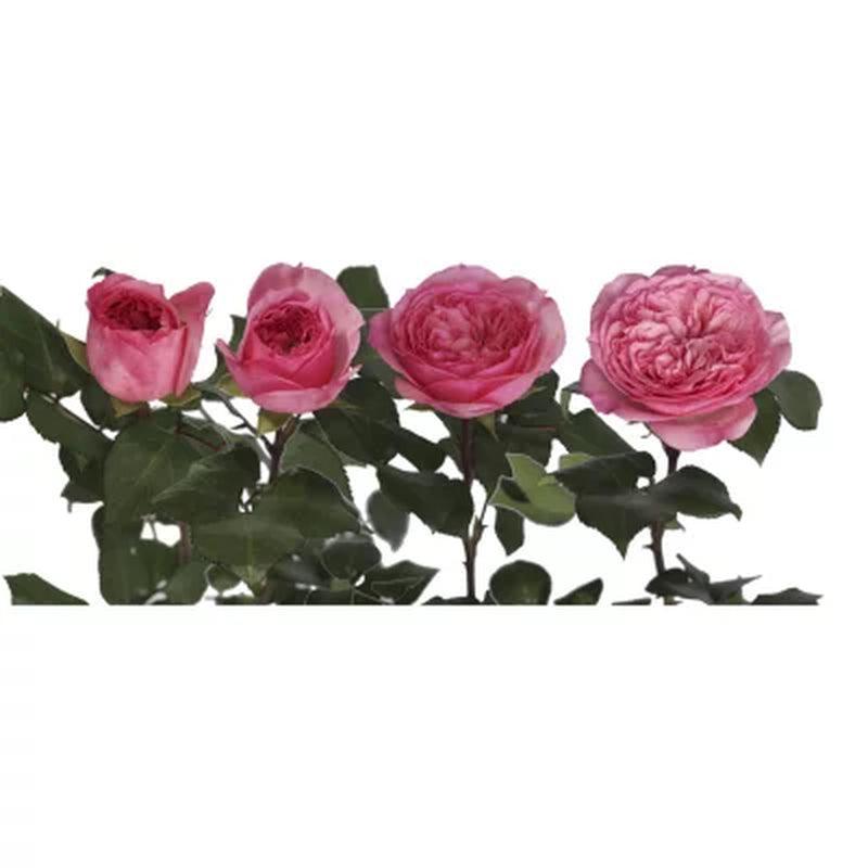 Member'S Mark 40Cm Garden Roses, 36 Stems (Choose Color Variety)