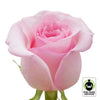 Member'S Mark Fair Trade Roses, 75 Stems (Choose Color Variety)